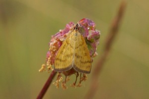 Grasmotten - Geelwitte Kruidenmot - Mecyna flavalis