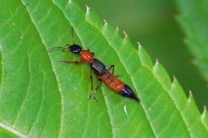 Gewone Oeverkortschildkever - Paederus riparius