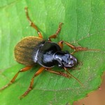 Aardbeiloopkever -Harpalus rufipes