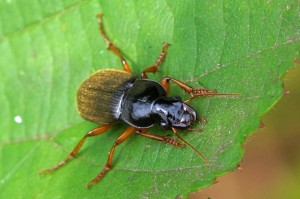 Aardbeiloopkever -Harpalus rufipes