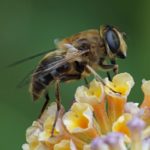 Blinde Bij - Eristalis tenax