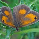 Oranje Zandoogje - Pyronia tithonus