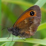 Oranje Zandoogje - Pyronia tithonus