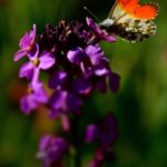 Oranjetipje - Anthocharis cardamines