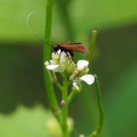 Pinksterbloemlangsprietmot -Cauchas rufimitrella