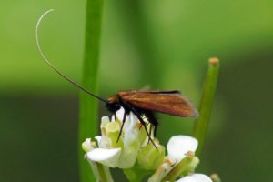 Pinksterbloemlangsprietmot -Cauchas rufimitrella