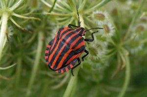 Pyjamaschildwants-Graphosoma-Italicum