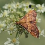 Pyralidae -Strooiselmot -Endotricha flammealis