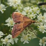 Pyralidae -Strooiselmot -Endotricha flammealis