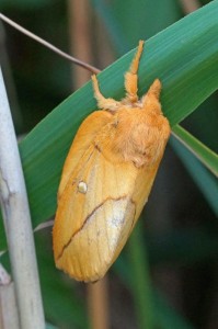 Nachtvlinder Rietvink -Euthrix potatoria