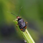 Rode Halsbandwants -Deraeocoris ruber