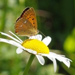 Rode Vuurvlinder -Lycaena hippothoe