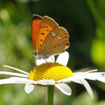 Rode Vuurvlinder -Lycaena hippothoe