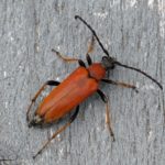 Gewone Smalboktor - Stictoleptura rubra