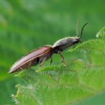 Roodaarskniptor -Athous haemorrhoidalis