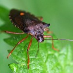 Roodpootwants -Pentatoma rufipes