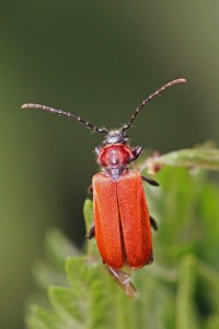 Roodschildkever - Lygistopterus sanguineus