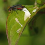 Roodtipbasterdweekschild -Malachius bipustulatus