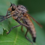 Roodbaardroofvlieg - Eutolmus rufibarbis