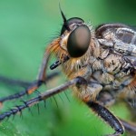 Roodbaardroofvlieg - Eutolmus rufibarbis