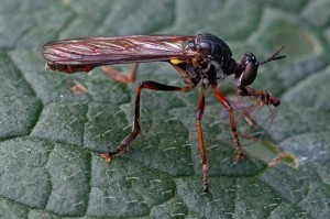 Roofvlieg Gewone Bladjager - Dioctria hyalipennis