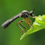 Roofvlieg Gewone Bladjager - Dioctria hyalipennis