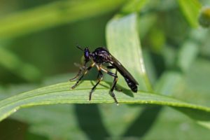 Roofvlieg Glimmende Bladjager -Dioctria cothurnat