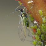 Rozenluis -Macrosiphum rosae