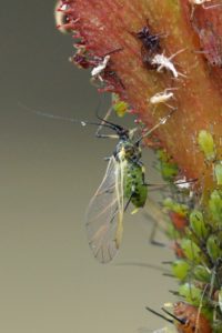 Rozenluis -Macrosiphum rosae