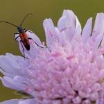 Ruitvlek-smalboktor Leptura bifasciata