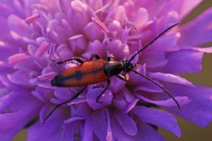 Ruitvlek-smalboktor Leptura bifasciata