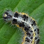 Rups - Groot Koolwitje - Pieris brassicae