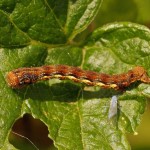 Rups Grote Wintervlinder -Erannis defoliaria