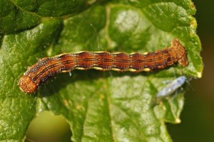 Rups Grote Wintervlinder -Erannis defoliaria