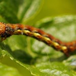 Rups Grote Wintervlinder -Erannis defoliaria