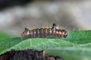 Rups Psi-uil - Acronicta psi