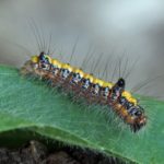 Rups Psi-uil - Acronicta psi