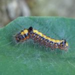 Rups Psi-uil - Acronicta psi