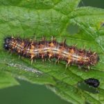 Rups - Distelvlinder Vanessa cardui