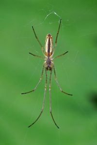 Strekspin - Tetragnatha spec