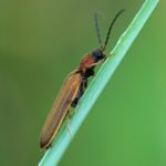 Smalle Kniptor - Denticollis linearis