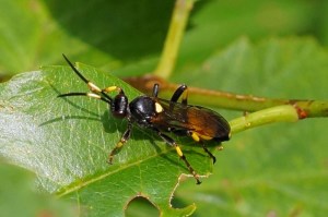 Gewone Sluipwesp - Ichneumon stramentor