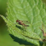 Geelpootschubsnipvlieg Chrysopilus asiliformis