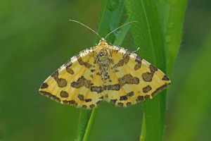 Spanner -Boterbloempje -Pseudopanthera macularia