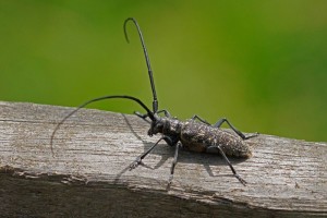 Sparrenboktor -Monochamus sutor