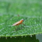 Speervleugelvlieg - Lonchoptera lutea