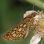 Spiegeldikkopje - Heteropterus morpheus