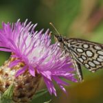 Spiegeldikkopje - Heteropterus morpheus