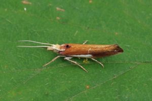 Spitskopmotten - Witvlekspitskopmot - Ypsolopha parenthesella