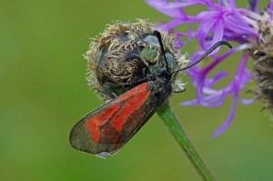 St Jansvlinder -Zygaena purpuralis